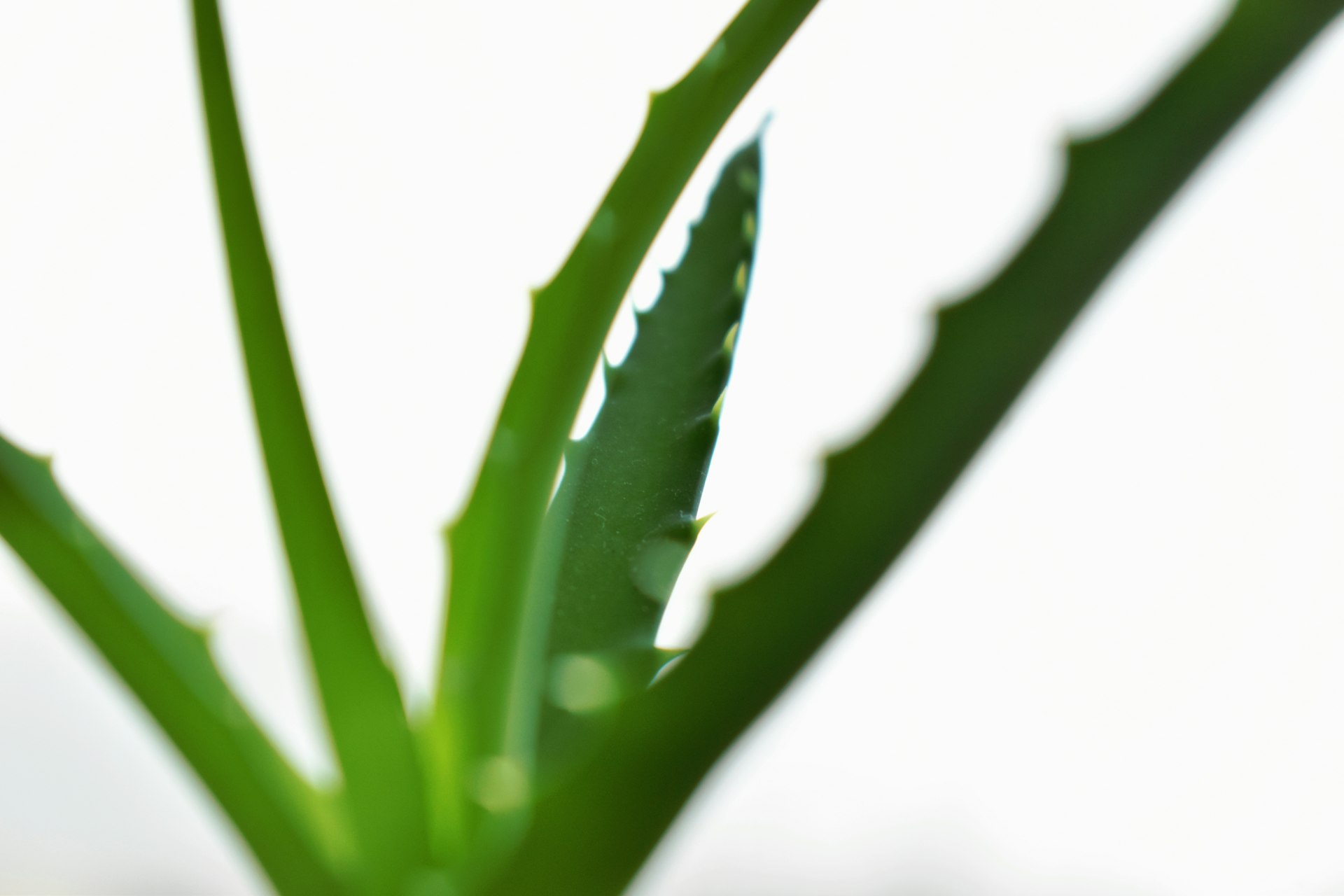 a close up of a green plant with water drops